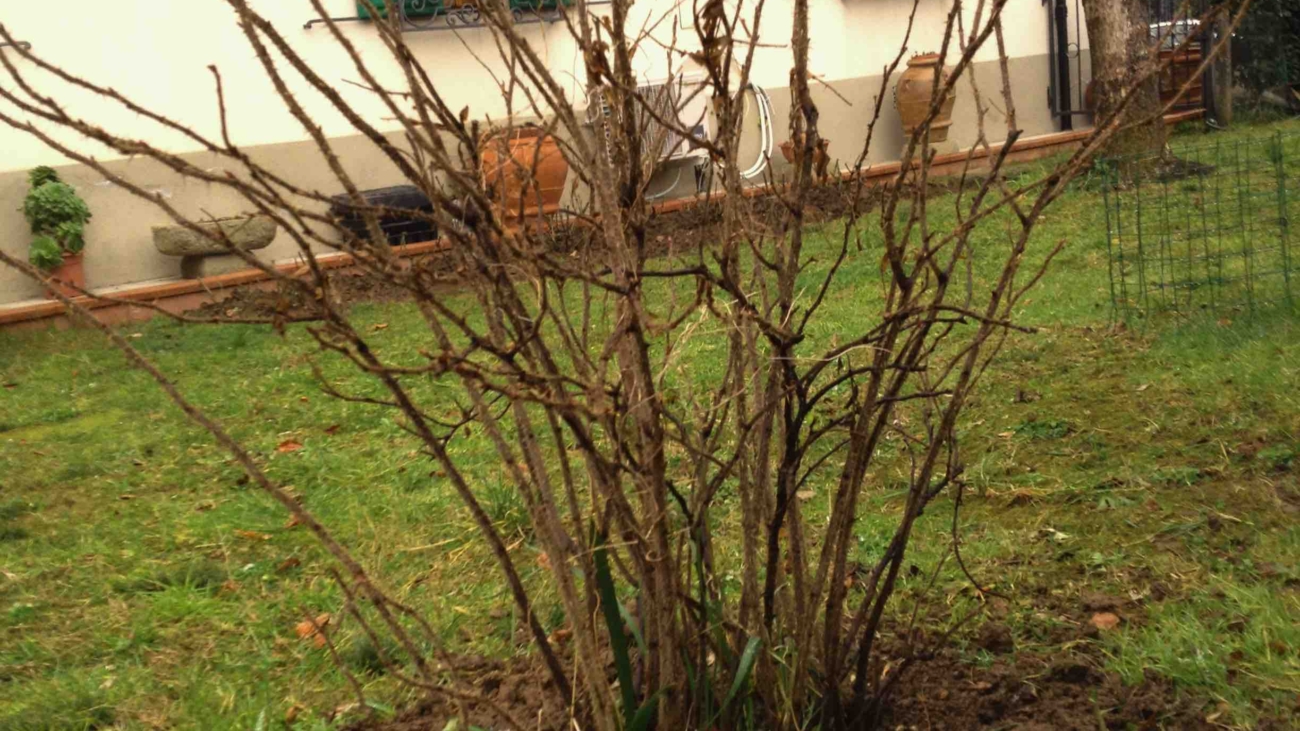 Piante - Potatura della Rosa Rugosa - Il Dottore Delle Piante